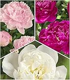 BALDUR Garten Duft-Pfingstrosen 'Raritäten-Mix', 3 Knollen Paeonia Sarah Bernhardt, Immaculee, Rich and Fame
