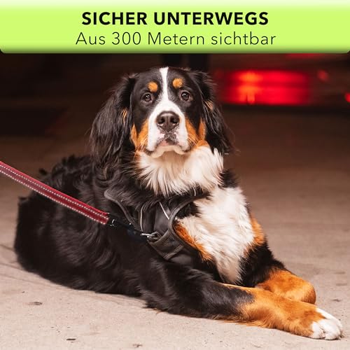 AVANA Hundeleine mit integriertem Kurzführer reflektierende Leine | 2 handschonende gepolsterte Handschlaufen | 1,5 Meter Führleine für große und mittelgroße Hunde - Rot