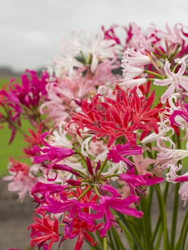 Nerine Lily | Multicolor Flower Bulbs | Update New Quality SET Of 3 By Udanta Seeds
