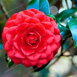 . 5 Bonsai/pacchetto della camelia bonsai fai da te Piante in vaso bonsai del fiore perenni coperta all’aperto di piante bonsai pentola per il giardino domestico: 7: Only Seeds