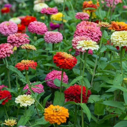 Image of Zinnia Flower Seeds - Easy-to-Grow, Colorful Annual Blooms for Garden, Containers & Cutting Flowers (Pack Of 100+ Seed)