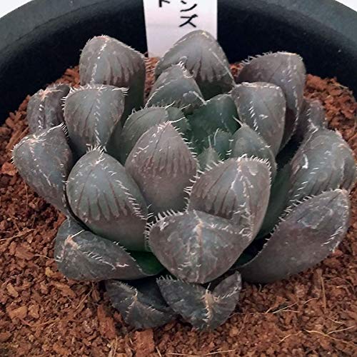 ハオルチア 鉢 Diy 工具の人気商品 通販 価格比較 価格 Com