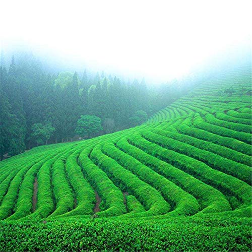 通用 Bi Luo Chun Green Tea Biluochun 150g Top Spring...