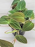 Philodendron Micans | 4' Pot | Live Plant| Rare Hirt's| Velvet Leaf Bronze Micans Vine -Philodendron...