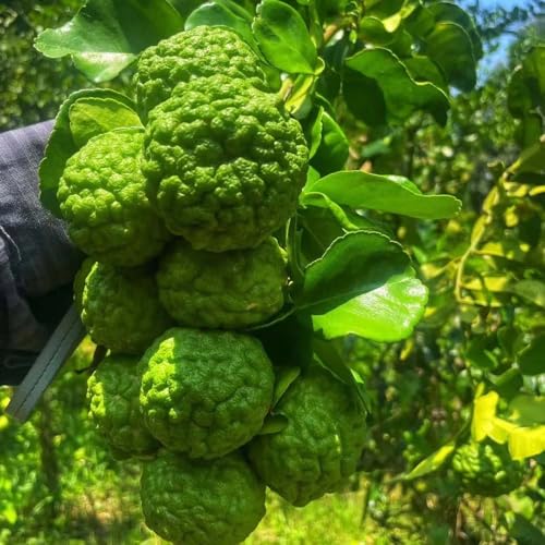 Semillas de lima kaffir - Semillas de para decorar balcones columnar Lima kaffir, espaldera jardin 100pcs