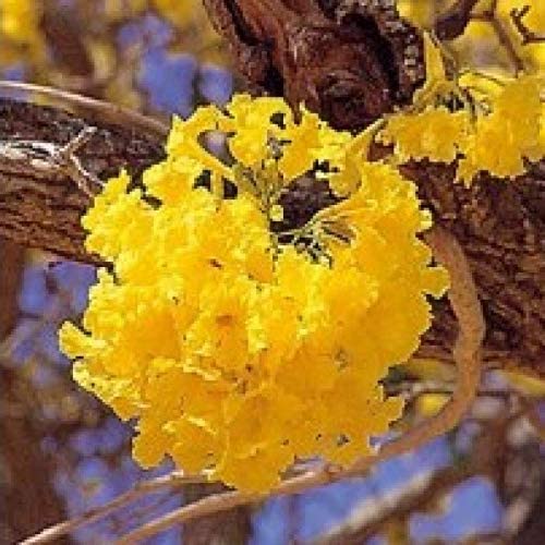 SRI SAI FORESTRY Tabebuia Chrysotricha Seed Yellow color Landscaping Flower Tree Seeds - 100 Seed (B0B9BLFZDG) Amazon Price History, Amazon Price Tracker