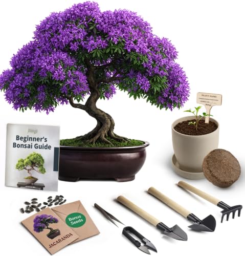 Avergo Bonsai Starter Kit – Growing Jacaranda Bonzai Tree | Complete Indoor Tree Kit for Growing Plants with Tools & Planter – Gardening Gifts for Mother, Women & Men