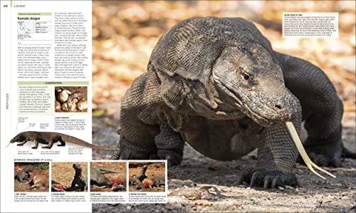 Image of Animal: The Definitive Visual Guide (DK Definitive Visual Encyclopedias)