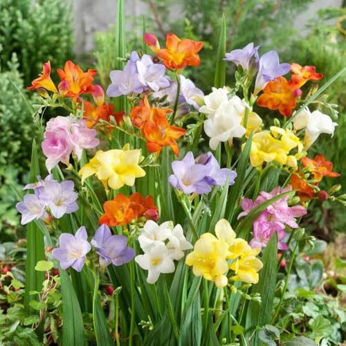 bulbos de fresia plantas decorativas flores de primavera bulbos bulbos de flores de fresia flores de otoño resistentes flores decoración hierbas plantas plantas resistentes para 15pcs