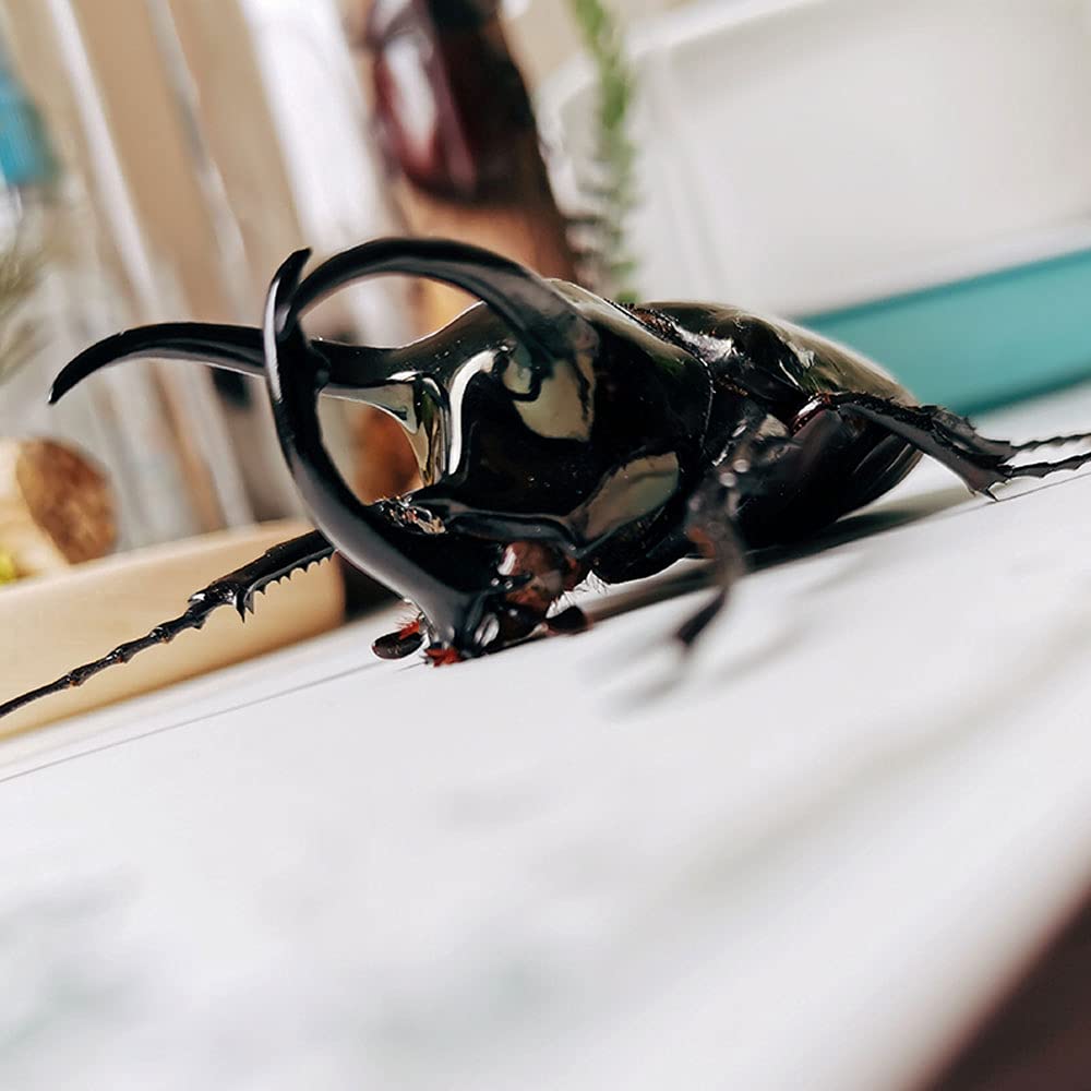 Amazon.co.jp: 昆虫標本額縁、絶妙な昆虫標本額縁クラフトディスプレイ