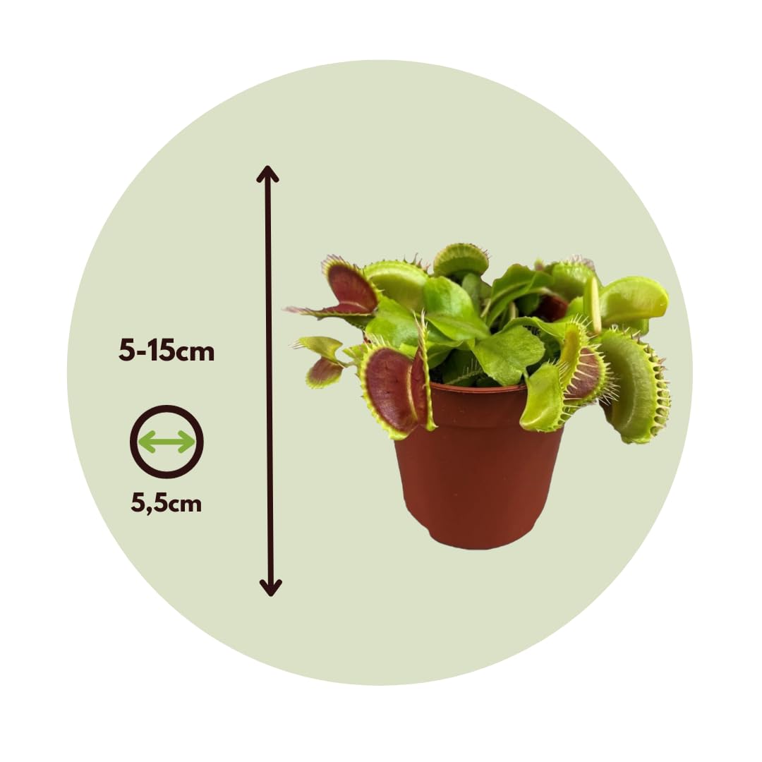 Dionaea Muscipula Venusfliegenfalle Set von 3 Fleischfressende Pflanze Topf 5,5 cm Höhe 5-10 cm