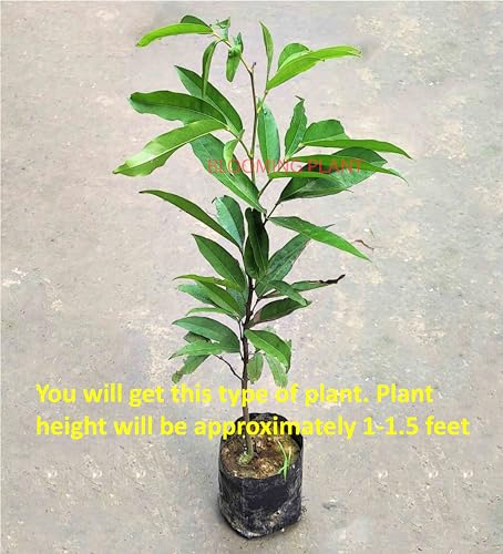 Image of BLOOMING PLANT Live Sita Ashoka Plant (Saraca Asoca) | Ashoka Chettu | Rare Flowering /Ornamental Tree - Spiritual & Healing Plants for Home Garden (1-1.5 Feet Height 1 Plants in Poly Bag)