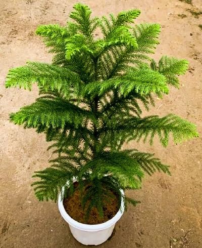 50 semillas de árbol de araucaria