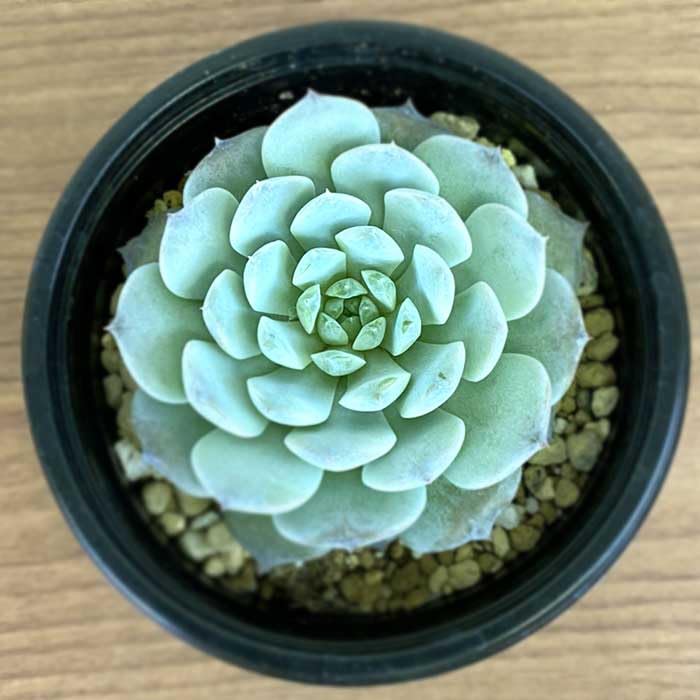 Amazon｜多肉植物 エケベリア アメージンググレイス 9cm ポット