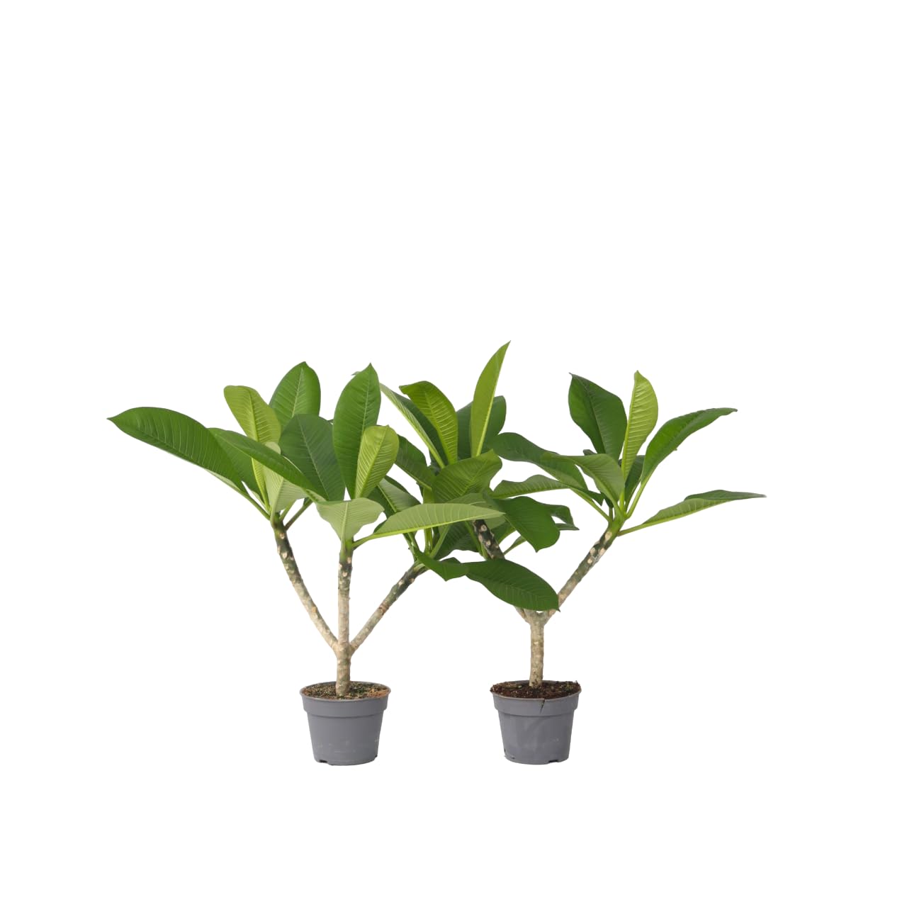 Plant in a Box - Plumeria Frangipani Hawaii - Set de 2 - Plante verte interieur vivante fleur - Frangipanier plante exotiques - Pot 17cm - Hauteur 45-55cm