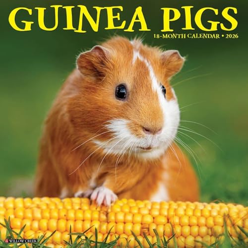 Willow Creek Press Guinea Pigs 2026 Wall Calendar
