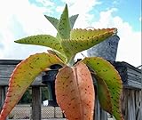 Donkey Ears Kalanchoe gastonis bonnieri Live Plant Rare Succulent Cacti 4' Plant