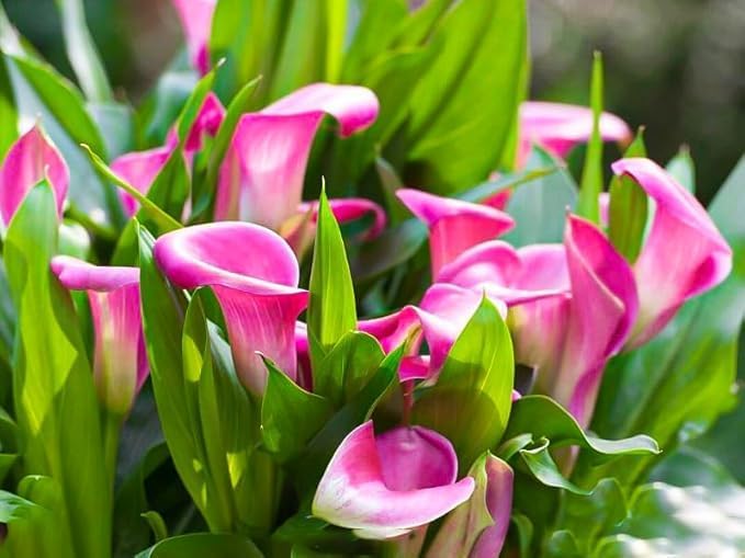 Image of Bigreen Peace Lily Indoor Plant with Pot | Pink Spathiphyllum for Home & Office Decor | Air-Purifying Flowering Houseplant | Low-Maintenance Live Plant for Living Room & Workspace