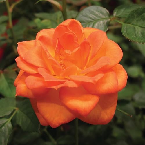 Miniatura 5 de Rose Bush - Planta viva, planta híbrida de rosa de té, 5-9 pulgadas de alto, árbol de flores fragantes, bien enraizado 1 año de edad, sin maceta