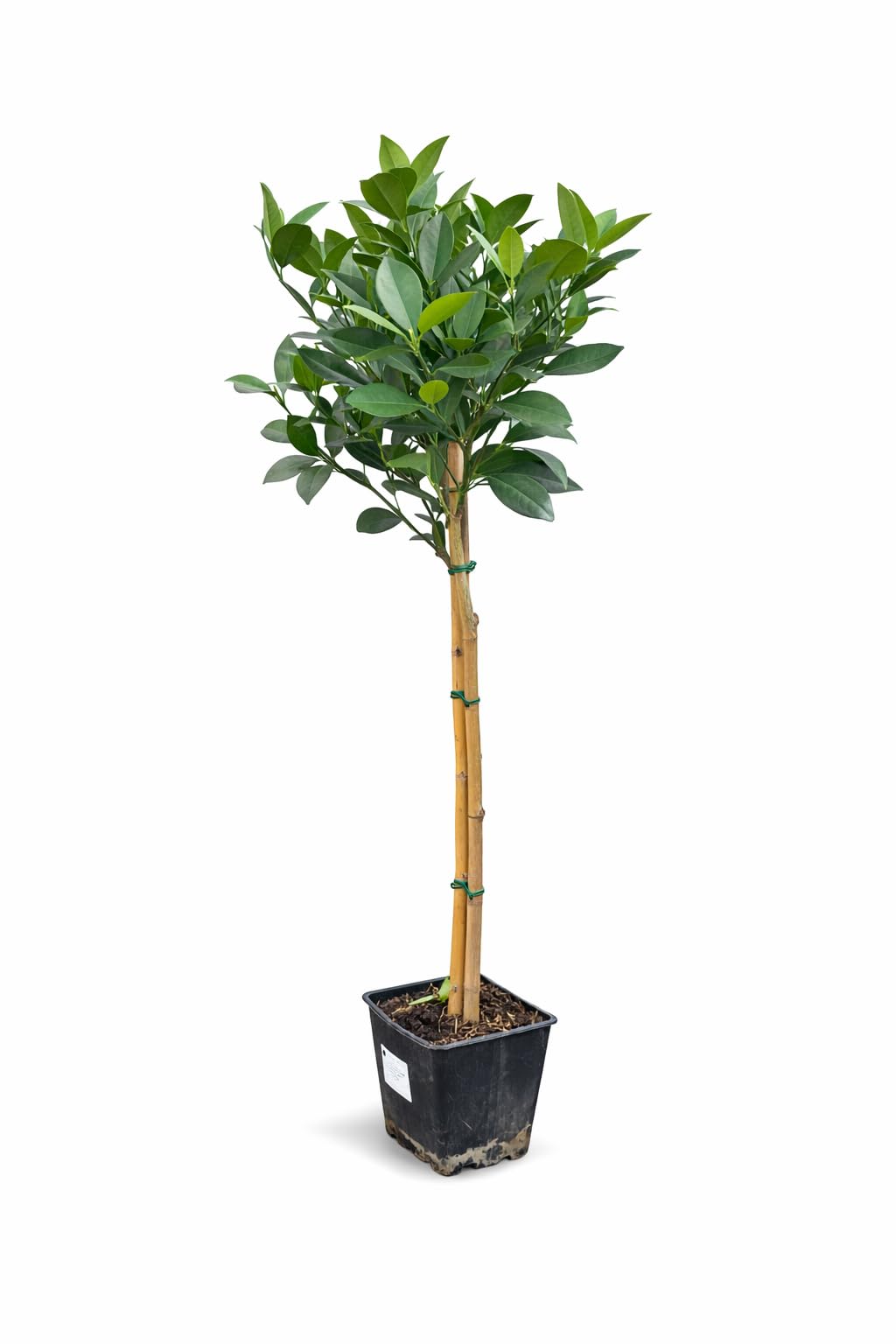 Orangenbaum Citrus sinensis 'Washington Navel' 120-140 cm – Saftige Süßorangen, pflegeleicht & ertragreich – Ideal für Garten, Terrasse & Wintergarten – Immergrün & dekorativ