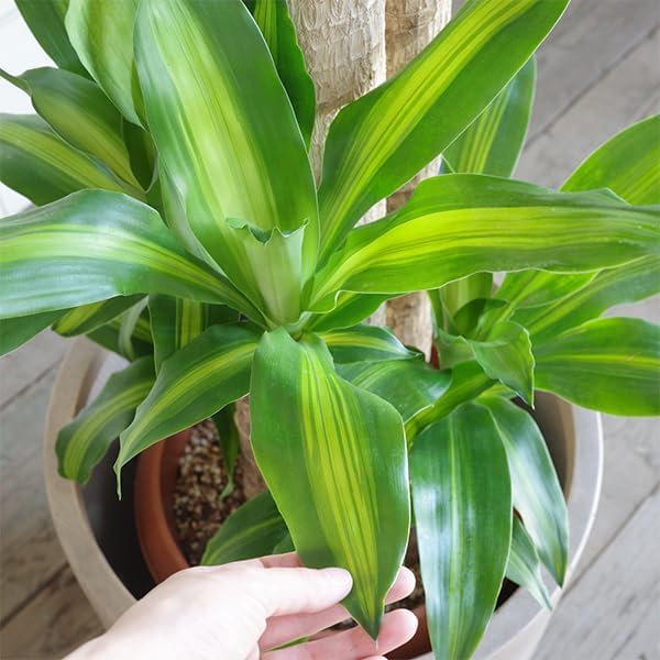 ココスヤシ シルバーリーフ 配送 植え込み対応OK！引き取りも大歓迎