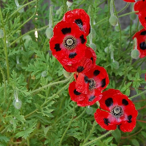 Geschenk-Anzuchtset MARIENKÄFERBLUME mit Samen des Marienkäfermohns, eine Glücksbringer-Geschenkidee aus dem NATURKRAFTWERK