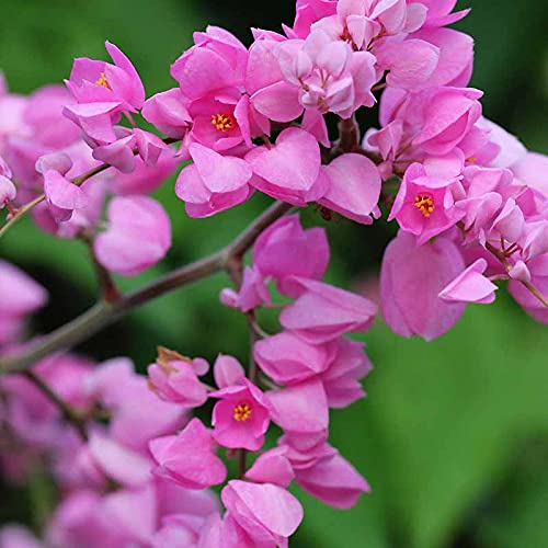 Perky Petal Queens Wreath Flowering Live Plant in Pot (Love Vine / Coral Vine / Antigonon Leptopus) (B0975MCZ11) Amazon Price History, Amazon Price Tracker