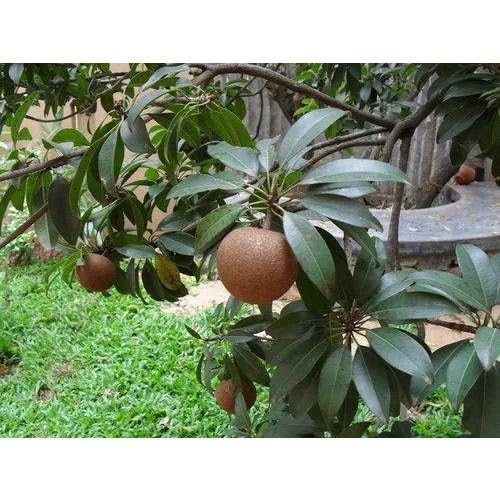 BLOOM & GROW Sapota Tree – Hybrid Grafted Chikoo Plant | Sweet Fruits ...