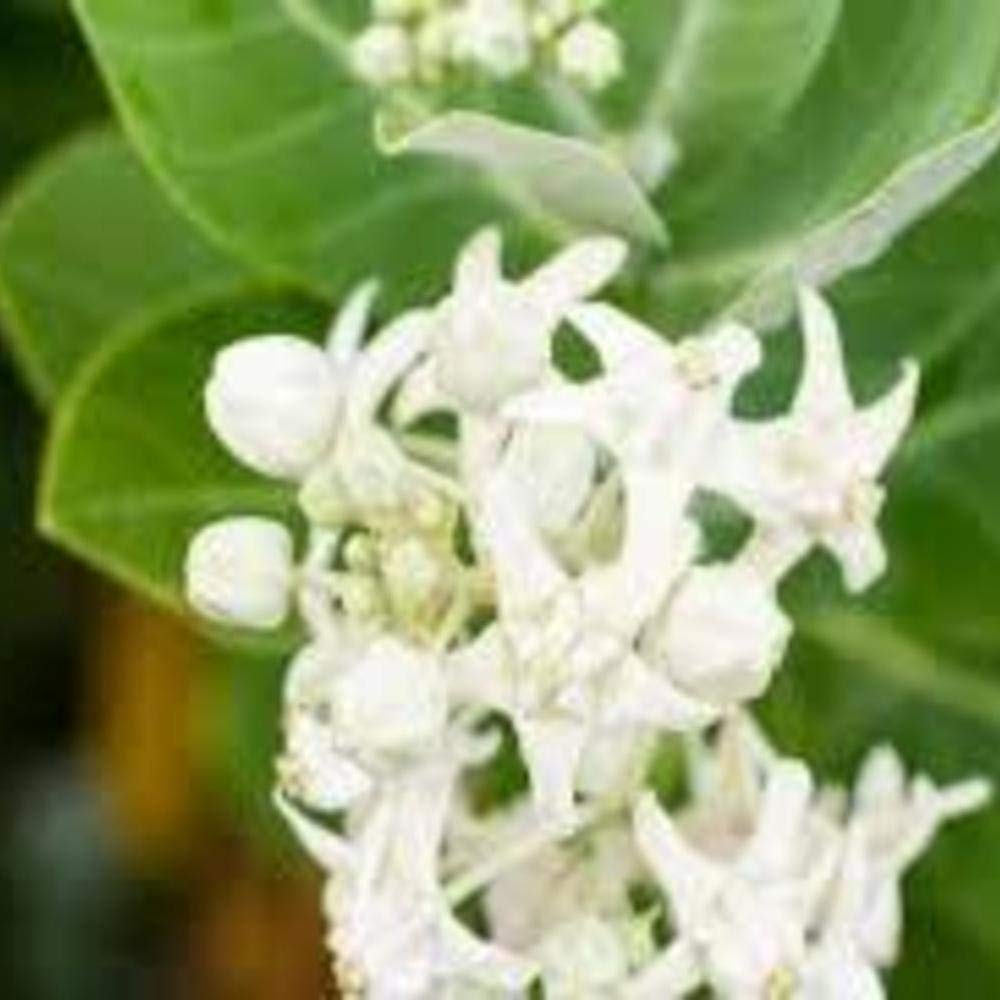 See full amazon price history chart for PMK E Store Safed Aak Live Plant, Calotropis Gigantea, White Madar PMK E Store Safed Aak Live Plant, Calotropis Gigantea, White Madar (B08P237QJP) Amazon Price History, Amazon Price Tracker