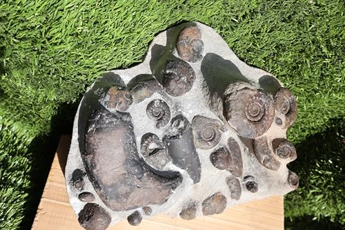 Image of Natural Platyclymenia & Gonitites & Orthoceras Plate ammonites Fossil Moroccan Fossil A102