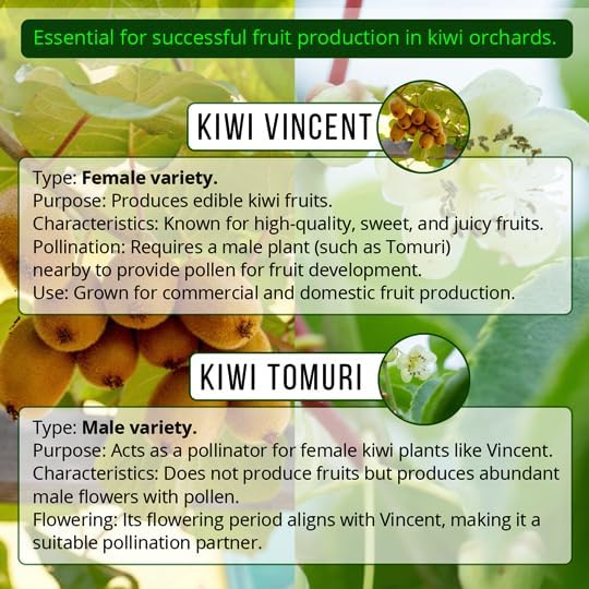 Kiwi Plants Collection (4 Pack) – 2 Tomuri Male + 2 Vincent Female Live Plants for Planting, Self‑Supporting Pollination Set for Home Edible Vine Garden