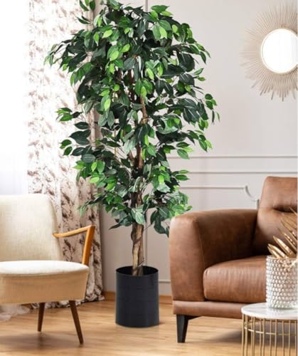 Pianta ficus benjamim alta bella verde Terre di Romagna. Made in Italy. Verissima vaso 18cm. 120 altezza. Qualità perfetta