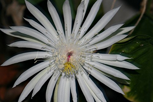 Three(3) Pcs White Orchid Cactus Epiphyllum Cutting, P9615 #TOP2