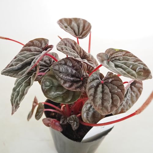 ITANSE ペペロミア カペラータ バーガンディリップル 3号 1個売り 観葉植物 学名 Peperomia caperata Burgundy ripple コショウ科 ペペロミア属 非耐寒性常緑多年草 縮れたような独特の葉が特徴的な品種 葉は卵形で深