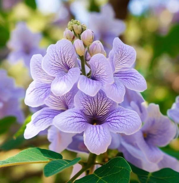 Paulownia elongata (Empress Tree) Tree Seeds, Fast-Growing, Showy, Trumpet-Shaped Flowers, Seeds by MySeeds.Co, You Choose The Amount (0.5 oz)