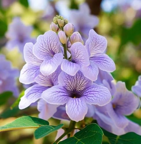 Paulownia elongata (Empress Tree) Tree Seeds, Fast-Growing, Showy, Trumpet-Shaped Flowers,