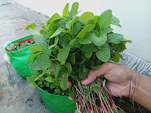 Image of Seed Basket Native /Non-Gmo Amaranthus 3 Pack Green Leaf, Red Leaf, Red Stem Seeds For Gardening Outside And Terrace- Each 1400 Seeds