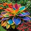 Mixrug 220+ Mixed Color Hosta Seeds for Planting - Hostas Seeds Rare Perennial, Flower Seed Beauties Easy to Grow Low Maintenance Heart Shaped Leaves Heart Hosta Plants for Outdoors Garden #1