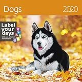  Dogs Calendar - Calendars 2019 - 2020 Wall Calendar - Photo Calendar - 12 Month Calendar by Helma (Multilingual Edition)