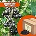 Currants, Natural USA Zante, Dried Seedless Grapes, Snack, Ingredient, Sweet, Tangy, Healthy, Super Food, Lucius, Mindful, packed in a 10 lbs. (160 oz.) bag/box By Presto Sales LLC
