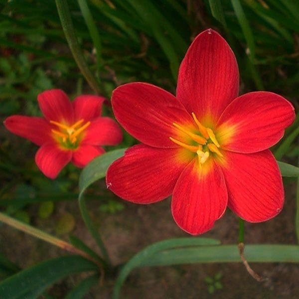 Rain Lily (Red) Growth Seeds - Bulbs (Set of 10 Zephyranthes Lily) For hamo and gardening.