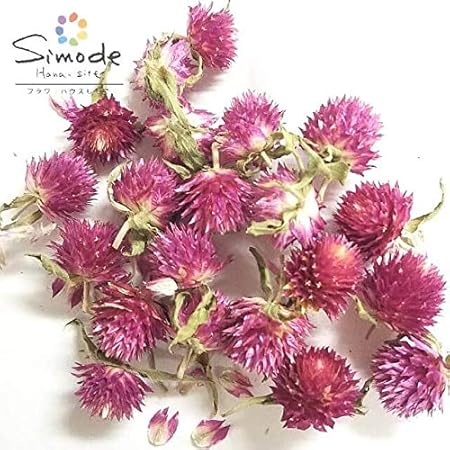 Amazon 訳アリ商品 アウトレット ドライフラワー 千日紅 センニチコウ 薄紫個 フラワーハウスしもで ドライフラワー