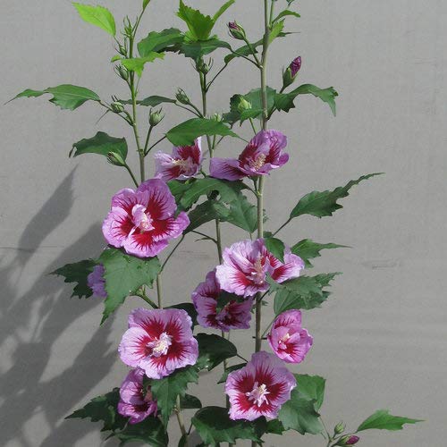 Purple Pillar Rose of Sharon 3 Gal