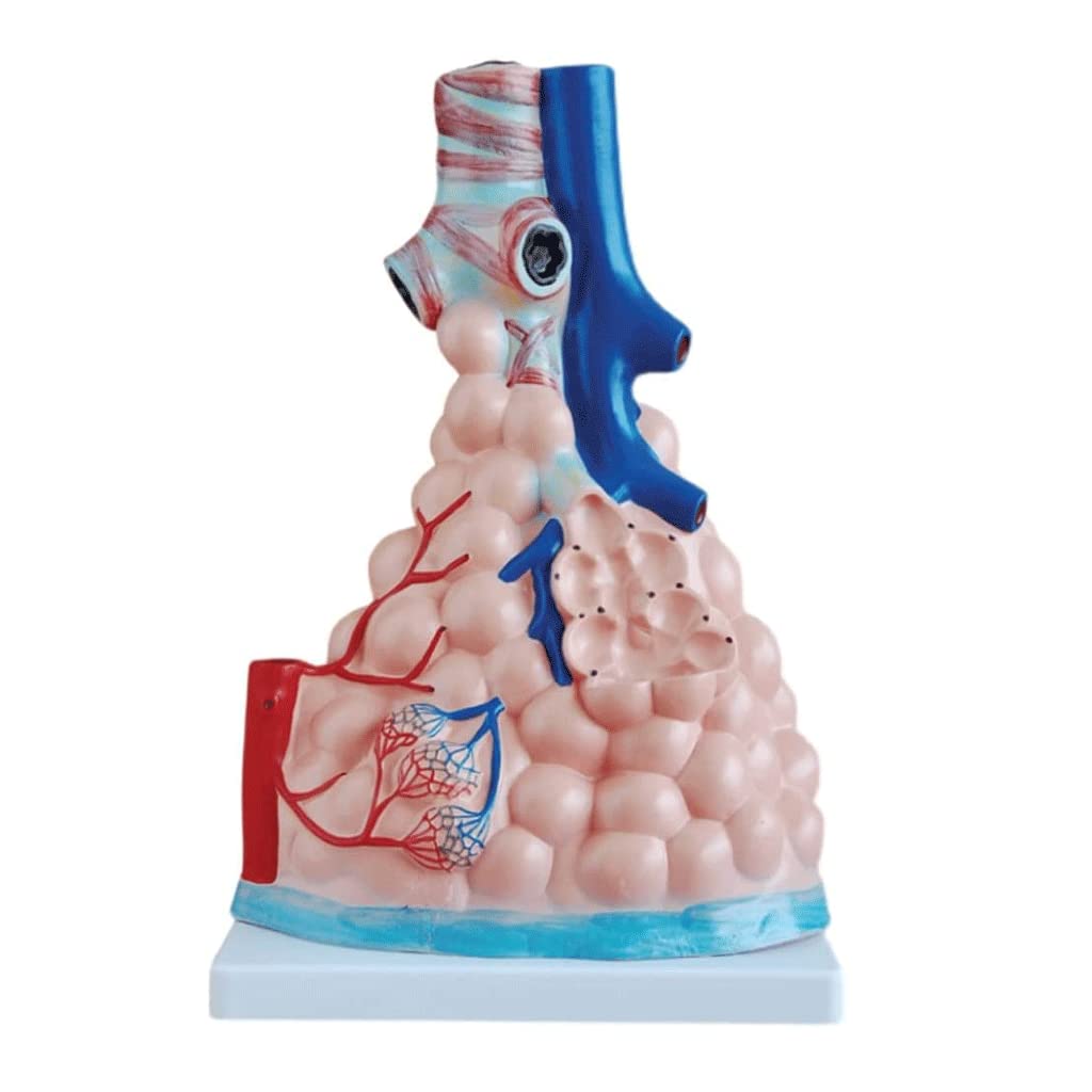 GTHTUHFD Skeleton Model Human Body Model Human Lung Anatomy Model Human Lung And Respiratory System Model Includes Stand Organs Model For Teaching