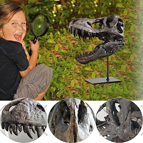 Pombconw TBNB T Rex Skull, Dinosaur Statue Resin Replica Head Sculptures thumb #4