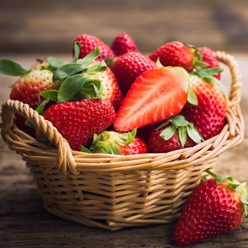 YouGarden Everbearer Strawberry Sweet Summer 24 x Bare Root Runners Grow Your Own Strawberries Ready to Plant Out Fruit Bushes for Your Garden
