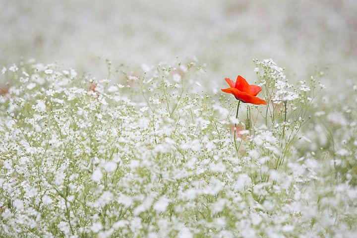 See full amazon price history chart for Golden Hills Farm Gypsophila Gypsy Compact White Flower 500-1007 seeds Golden Hills Farm Gypsophila Gypsy Compact White Flower 500-1007 seeds (B0BQRJJ9SG) Amazon Price History, Amazon Price Tracker