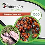 NaturesArt 1500 Live Ladybugs - Good Bugs for Garden - Ladybug - Guaranteed Live Delivery!, orange