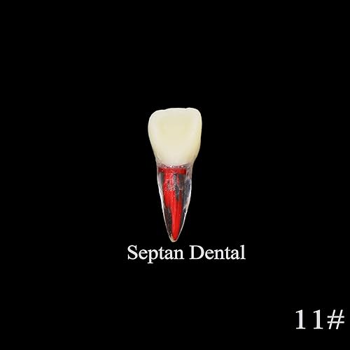 Miniatura 6 de 8pcs dientes modelo endodoncia endodoncia archivo RCT práctica pulpa para enseñanza estudio