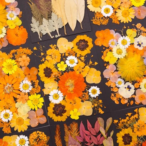 Flores secas prensadas para manualidades de resina miniatura 7